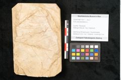 Foto (Objekt + Etikett) von Acer pseudoplatanus L. (NHMW-GEO-2024-0188-11617)